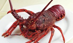母亲节特价🉐️西澳活龙虾🦞（900g到1.2kg)周五(5.12)