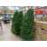 新鲜砍的圣诞树(Costco同款立省＄34)
